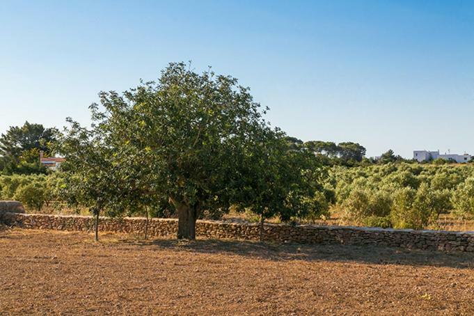 Ca Na Maria Teueta Leilighet San Ferrán de ses Roques Eksteriør bilde